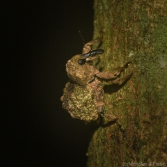 Tychreus sellatus