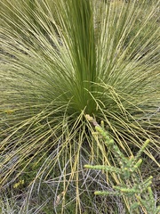 Xanthorrhoea platyphylla