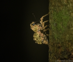Tychreus sellatus