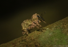 Tychreus sellatus
