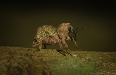 Tychreus sellatus
