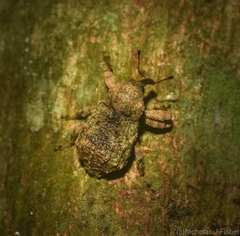 Tychreus sellatus