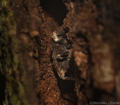 Poropterus bisignatus