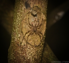Tamopsis brachycauda