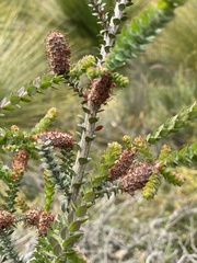 Melaleuca densa