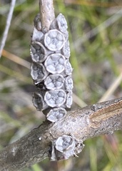 Melaleuca densa