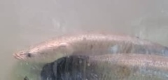 Arapaima