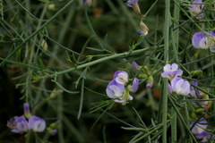 Psoralea verrucosa