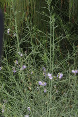 Psoralea verrucosa