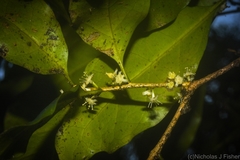 Actephila mooreana