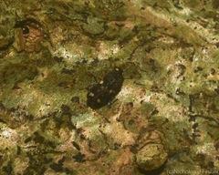 Xynotropis