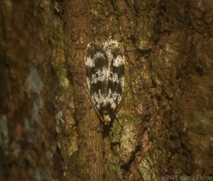 Barea eucapnodes