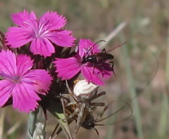Stenurella bifasciata
