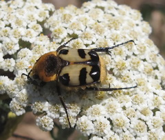 Trichius orientalis