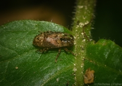 Ropica exocentroides