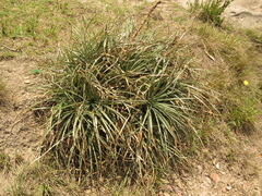 Puya lineata