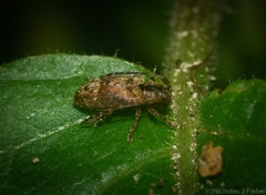 Ropica exocentroides