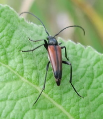 Stenurella bifasciata