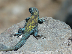 Liolaemus nigroviridis