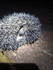 Atelerix albiventris