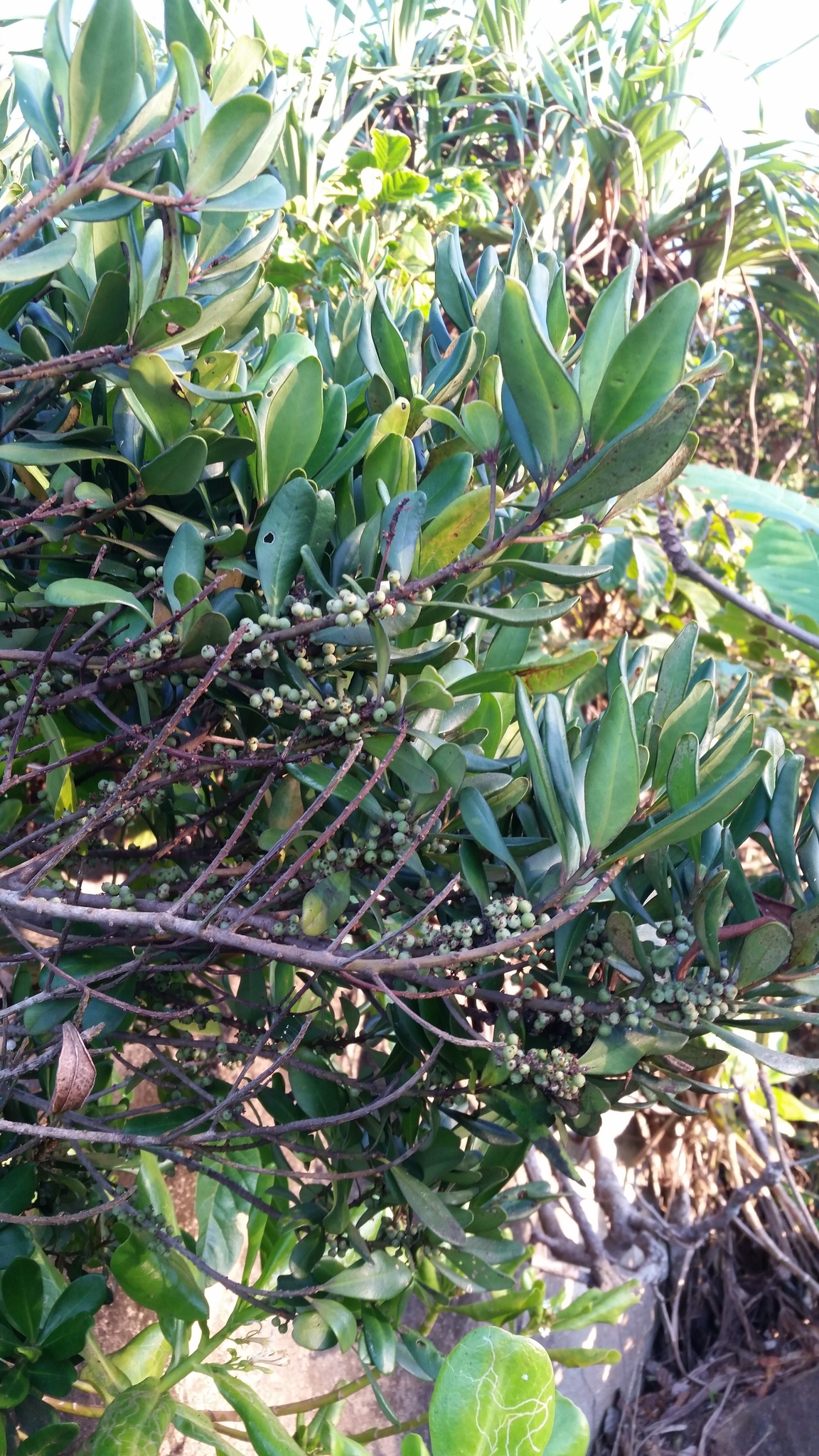 Myrsine linearis (Myrsine linearis)