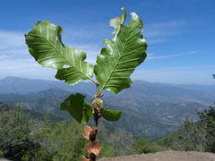 Nothofagus macrocarpa