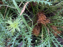 Banksia dallanneyi