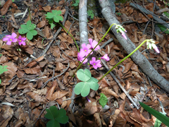 Oxalis arenaria