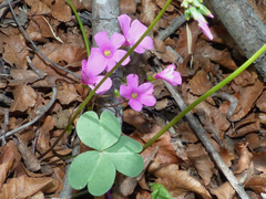 Oxalis arenaria