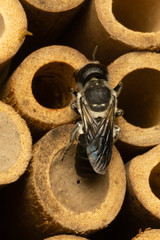 Megachile punctata