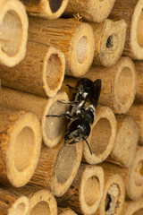 Megachile punctata