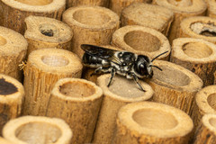 Megachile punctata