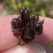 Haemodorum simplex - Photo 由 Loxley Fedec 所上傳的 (c) Loxley Fedec，保留部份權利CC BY-NC