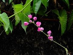 Antigonon leptopus