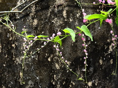 Antigonon leptopus