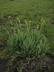 Senecio
