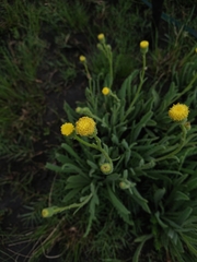 Senecio