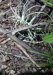 Tropidodipsas fasciata