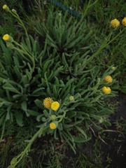 Senecio