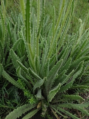 Senecio