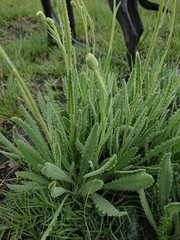 Senecio
