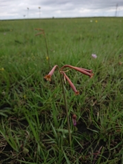 Cyrtanthus stenanthus stenanthus