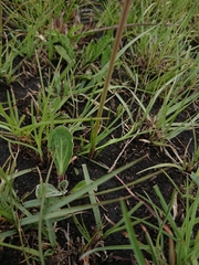 Cyrtanthus stenanthus stenanthus