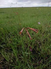 Cyrtanthus stenanthus stenanthus