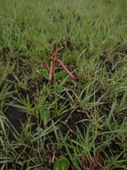 Cyrtanthus stenanthus stenanthus