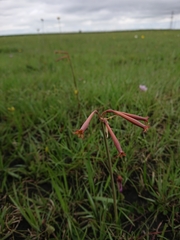 Cyrtanthus stenanthus stenanthus