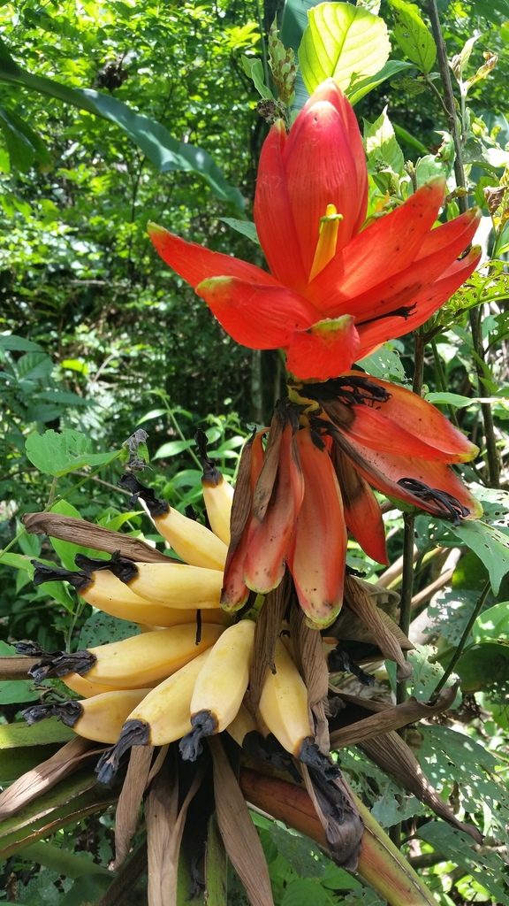 Musa paracoccinea