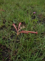 Cyrtanthus stenanthus stenanthus