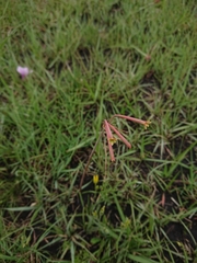 Cyrtanthus stenanthus stenanthus