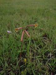 Cyrtanthus stenanthus stenanthus